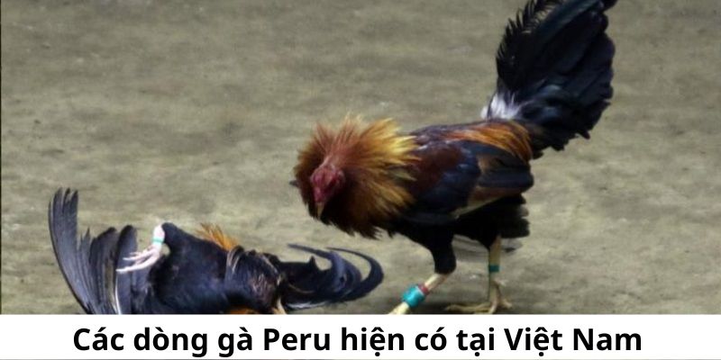 Các dòng gà Peru đang có mặt tại Việt Nam hiện nay