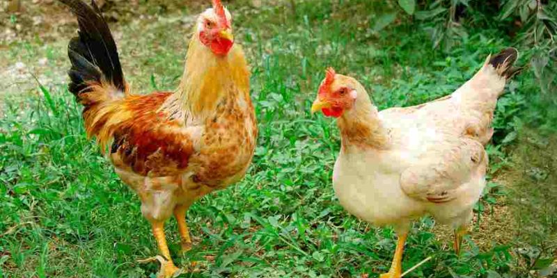 Gà Tàu vàng là giống gà mang lại giá trị kinh tế cao cho người nuôi