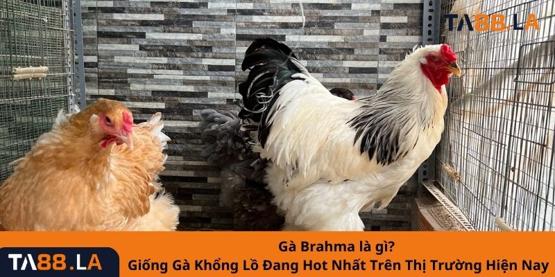 Gà Brahma là gì? Giống Gà Khổng Lồ Đang Hot Nhất Trên Thị Trường Hiện Nay