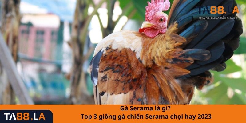 Gà Serama là gì? Top 3 giống gà chiến Serama chọi hay 2023